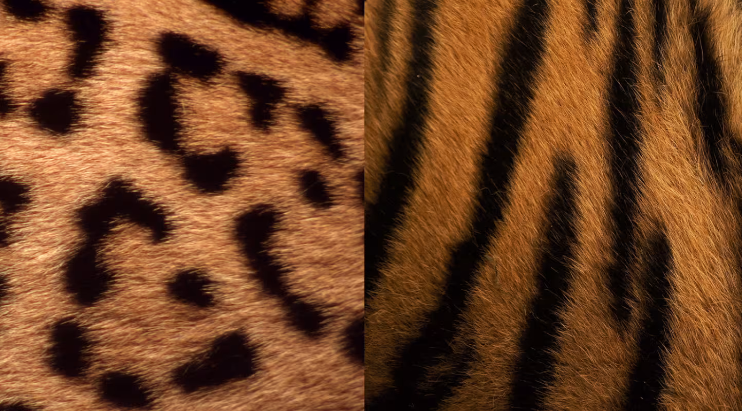 Pelage de jaguar et de tigre