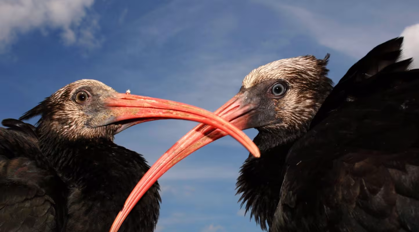 Vues rapprochée sur deux ibis chauves (Geronticus eremita) (Allemagne)