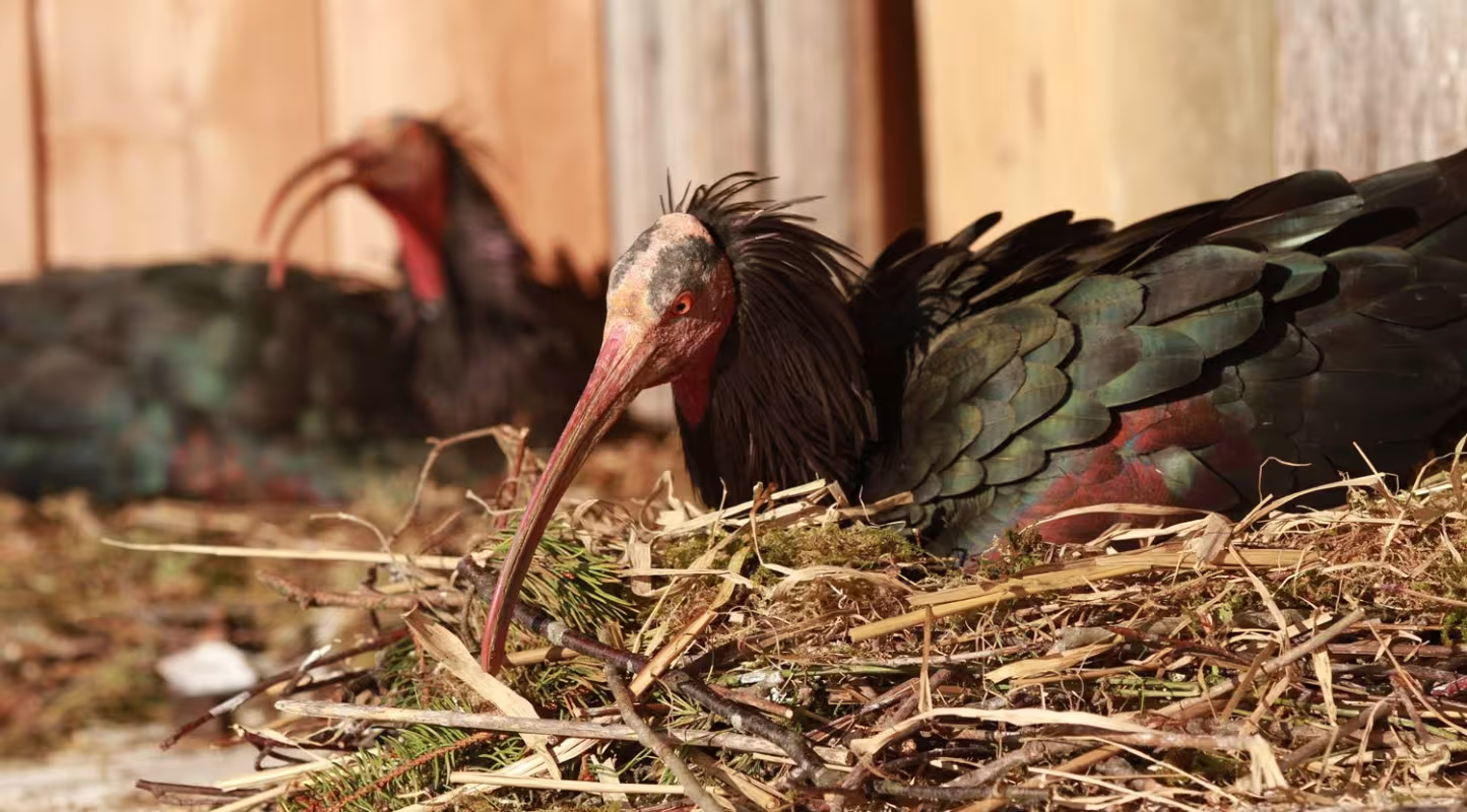 Vue rapprochée sur un ibis chauve (Geronticus eremita) assis sur de la paille (Allemagne)