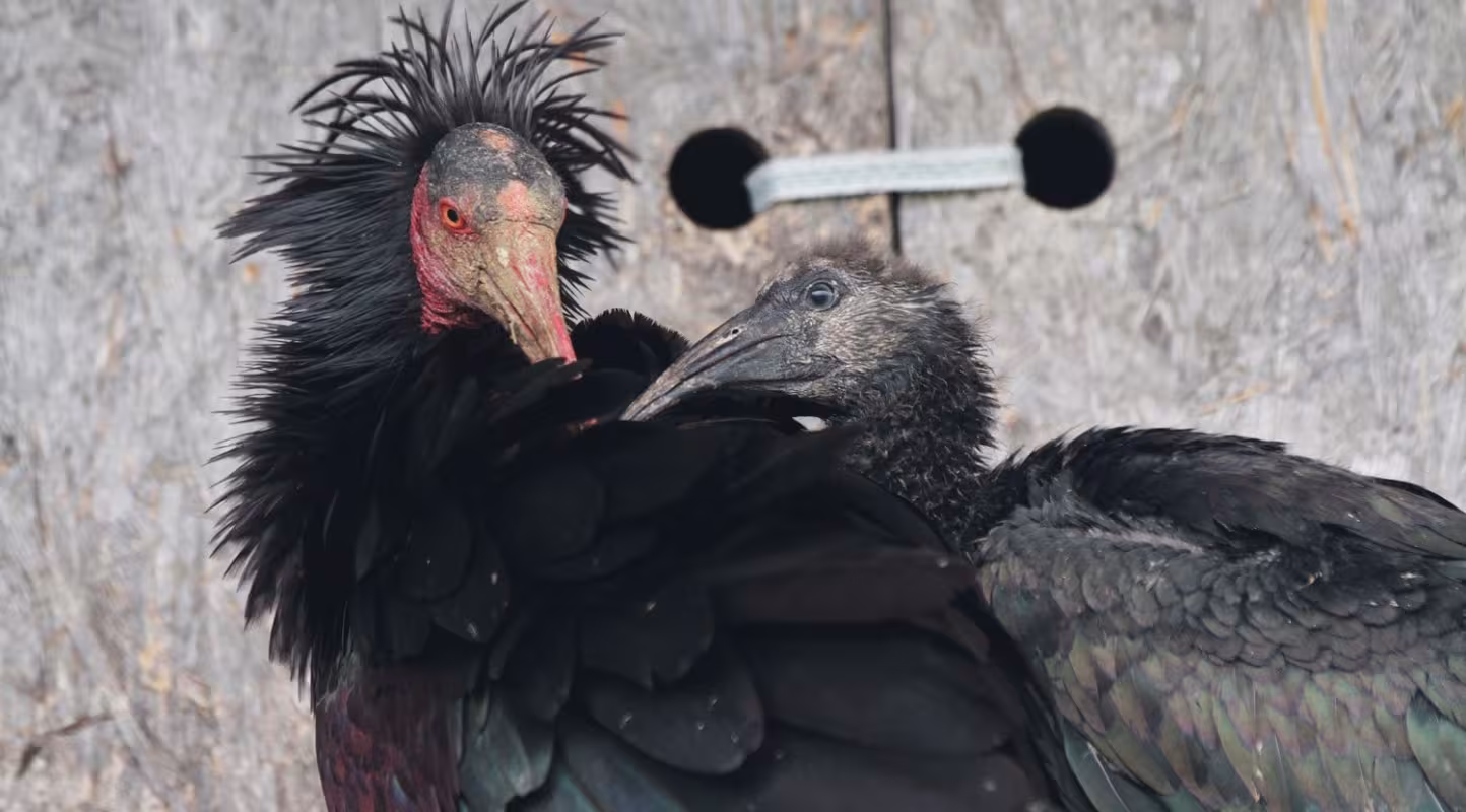 Un ibis chauve (Geronticus eremita) adulte et un jeune sont très proches l'un de l'autre (Allemagne)