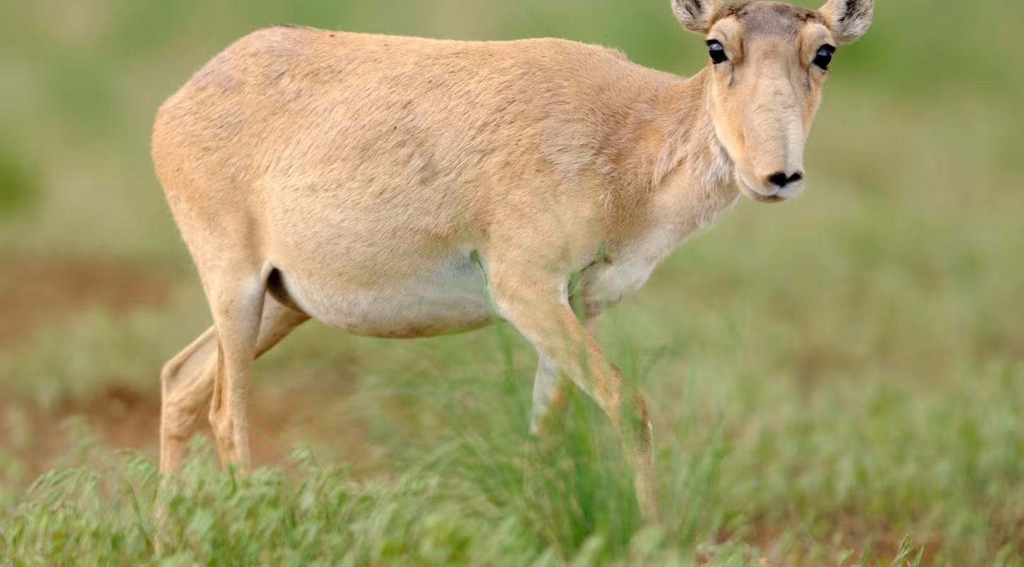 Portrait d'une antilope Saïga prise en Russie