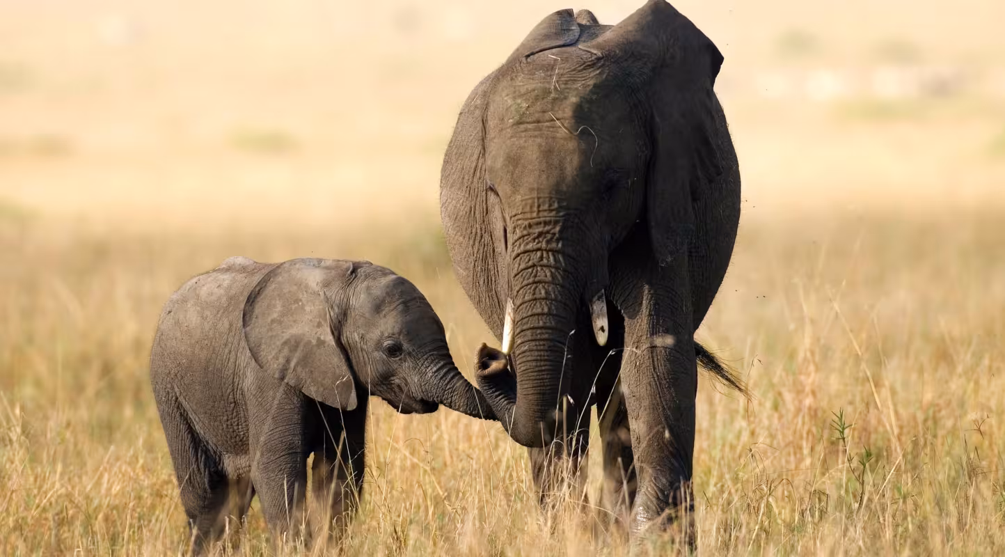 Mère éléphant et son petit dans la savane africaine