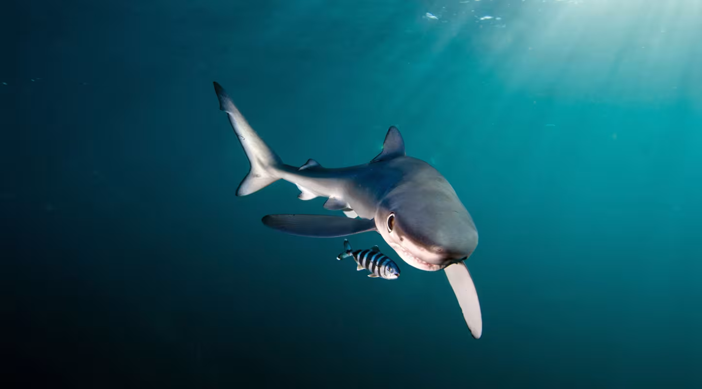 Requin bleu (Prionace glauca), Gansbaïa dans les eaux d'Afrique du Sud