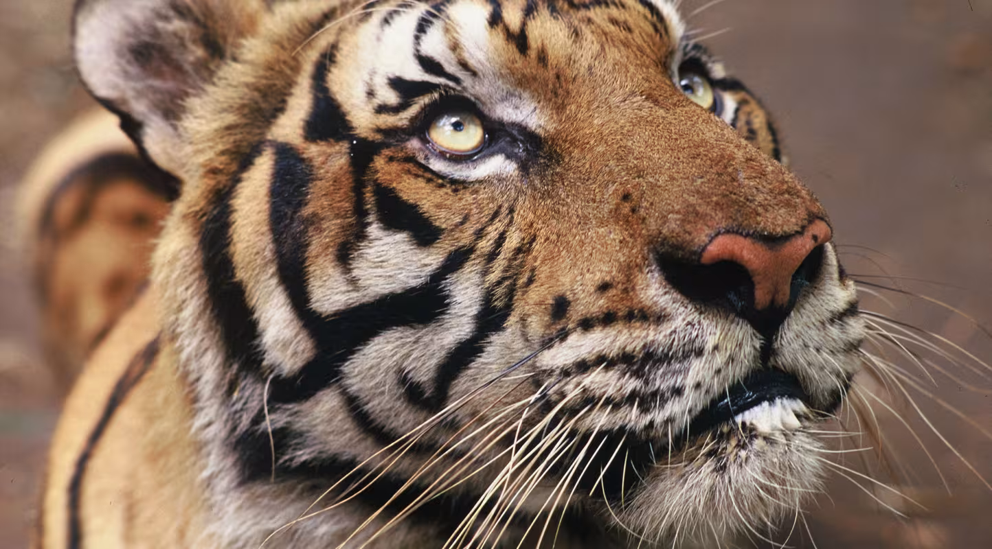 Tigre regardant vers le haut droit