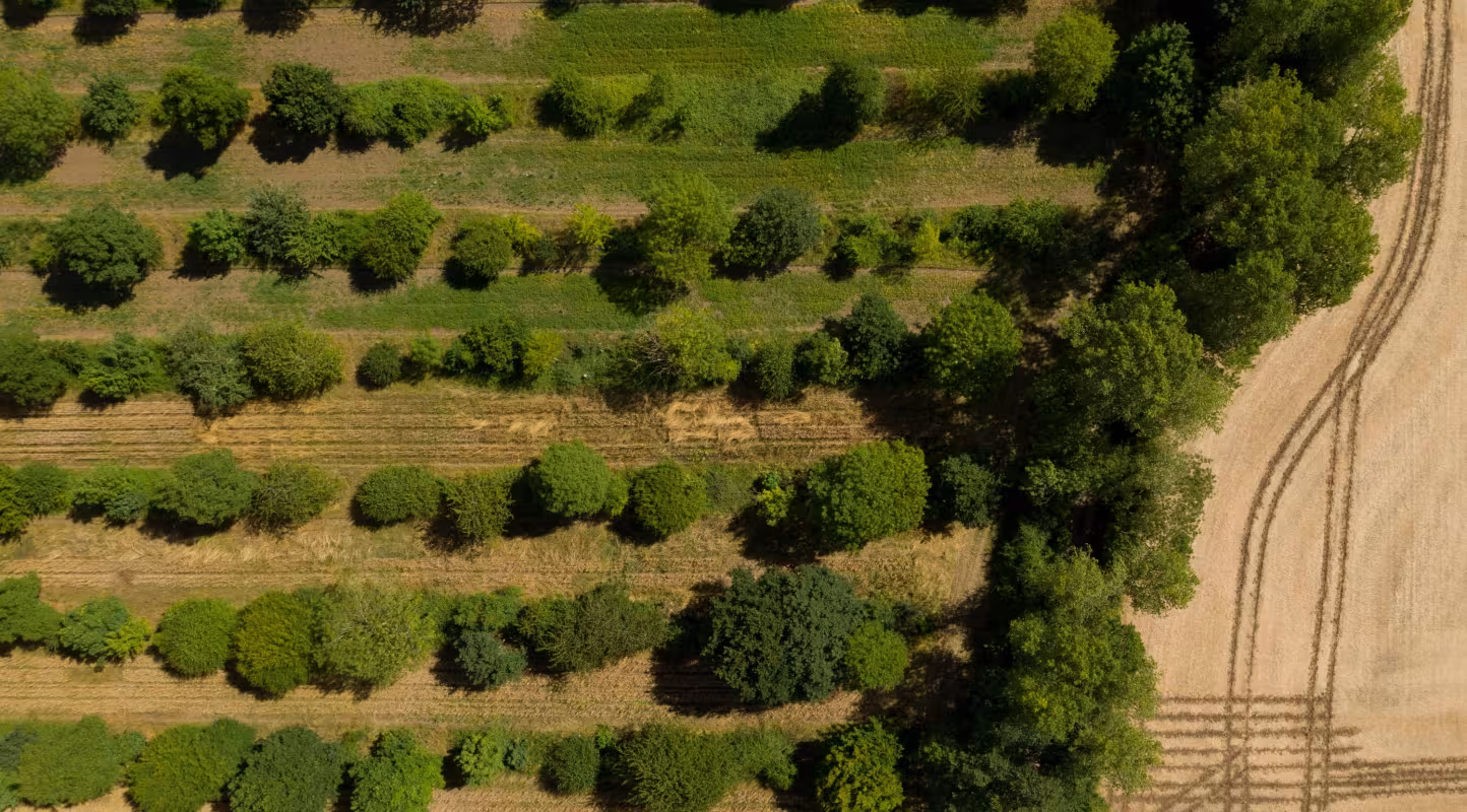 Agroforesterie agriculture arbre champs
