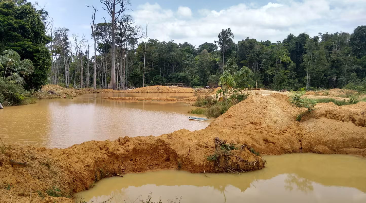 La forêt amazonienne dévastée par les garimpeiros (adeptes des pratiques d'orpaillage illégal) entre le Suriname et la Guyane française
