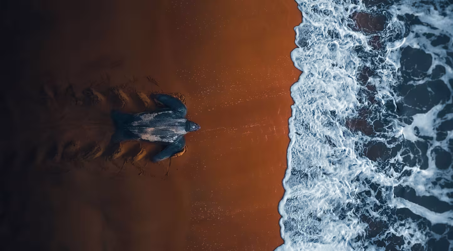 Une tortue luth gagnant la mer, sur une plage de Guyane