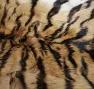 Peau de tigre (Panthera tigris altaica) saisie à l'Académie des douanes russes de Vladivostok, dans le kraï du Primorié (Russie).  Braconnage. Commerce illégal.