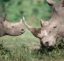 Rhinocéros blanc du Sud (Ceratotherium simum simum). Adulte et petit.