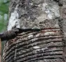 Extraction de latex d'un hévéa (Hevea brasiliensis).