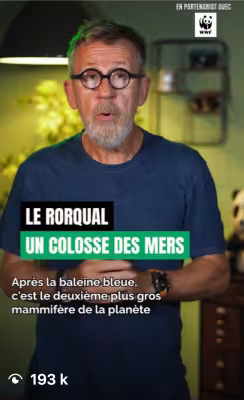 Le Rorqual : un colosse des mers