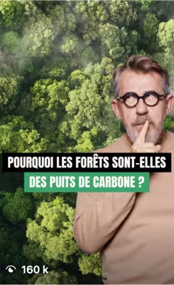 Pourquoi les forêts sont-elles des puits de carbone ? 