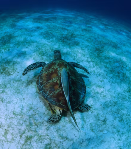 Tortue verte