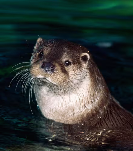 Loutre d'Europe