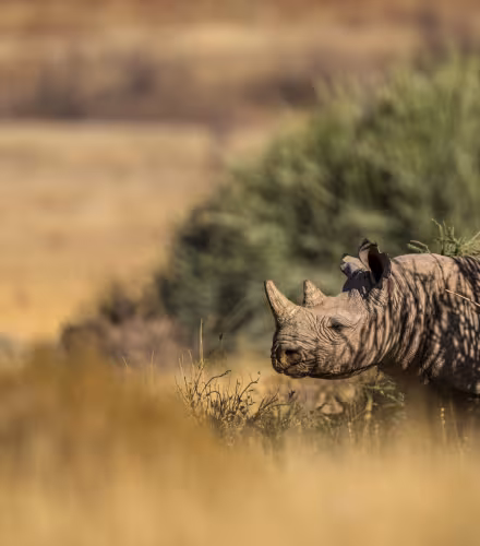 Rhinocéros noir adapté au désert (Diceros bicornis bicornis) à Torra Conservancy, Namibie.