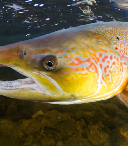 Saumon atlantique (Salmo salar), rivière Orkla, Norvège.