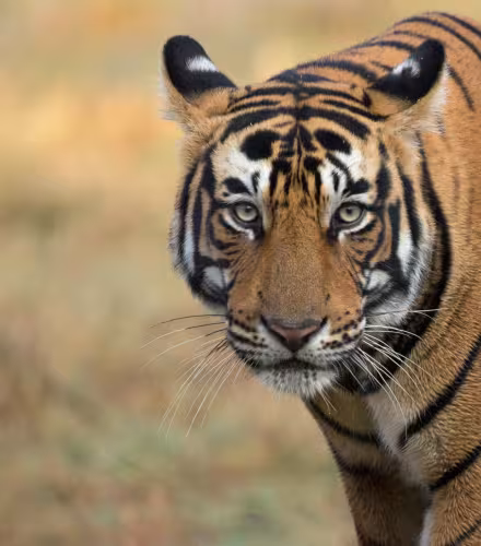 Tigre du Bengale (Panthera tigris), portrait. Parc national de Ranthambore, Inde. Photo © Phillip Ross/Felis Images.