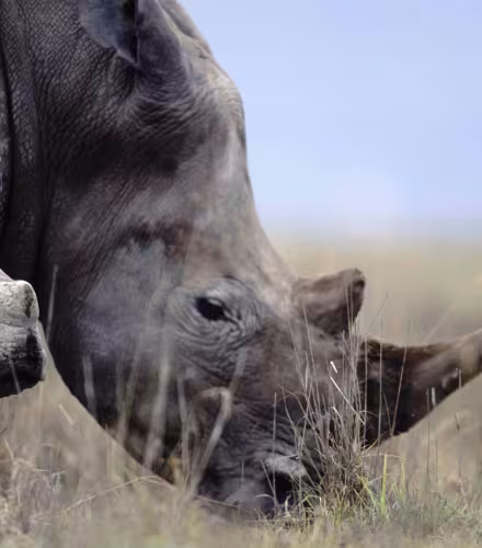 Mère rhinocéros blanc broutant avec son petit {Ceratotherium simum} Masaï Mara, Kenya