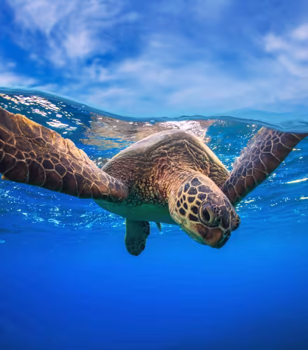 Portrait rapproché d’une tortue verte (Chelonia mydas) nageant près de la surface de l’eau. Photographie animalière sous-marine.