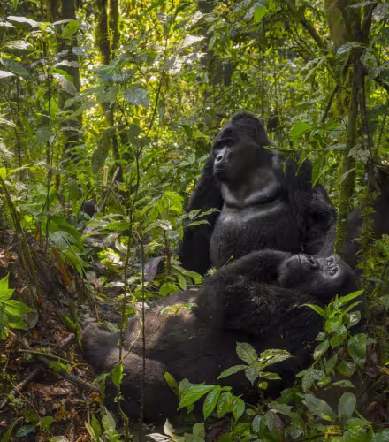 Rafiki Jr., jeune gorille de montagne du groupe Nkuringo en Ouganda, incarne la résilience de son clan après la disparition de son père et la continuité des efforts de conservation.