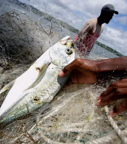 Pêche d'un poisson aux Fidji 