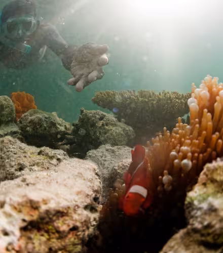 Aire marine protégée de Nusa Tuva aux îles Salomon