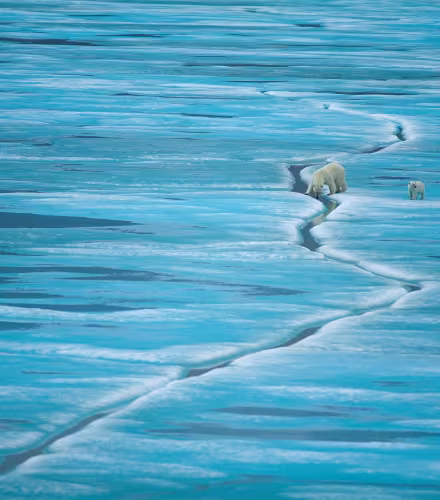 Une mère ours polaire et son petit marchent sur la glace de Baffin Island, Nunavut (Canada)