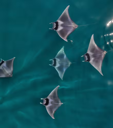 Raies diaboliques à queue épineuse (Mobula mobular) vue aérienne, Basse-Californie, Mexique