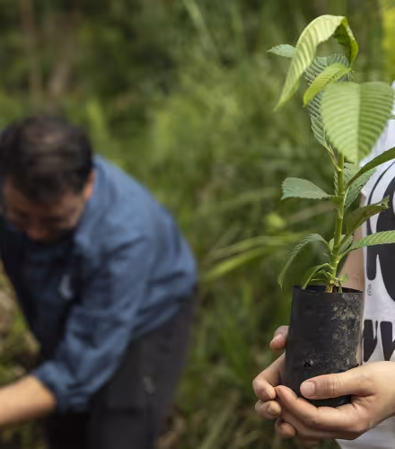 Annika Terrana et Nicholas Fong, employés du WWF, plantent un semis dans le Sabah Softwoods, Sabah, Bornéo, Malaisie