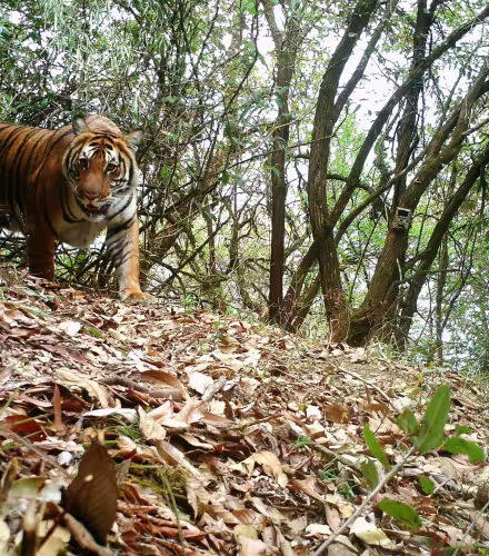 Le WWF présente une web-série sur le tigre au Bhoutan