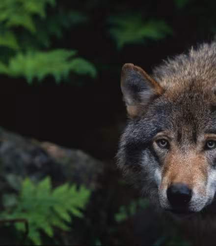 Le loup en danger : échec malgré la mobilisation