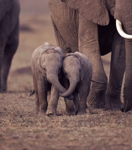 deux bébés éléphants qui se tiennent par la trompe