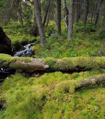 Les vieilles forêts jouent un rôle crucial dans le maintien de milliers d'espèces, souvent rares ou menacées.