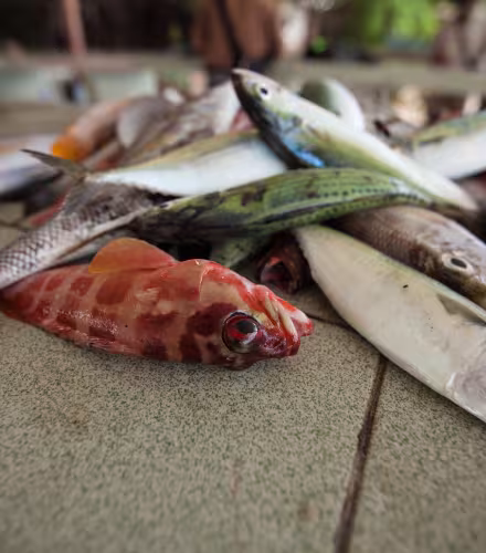 Poissons pêchés, Tun Mustapha Park (Malaisie)