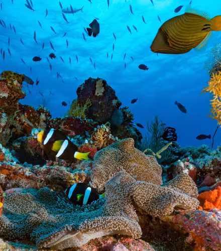 Les poissons récifaux au secours des coraux