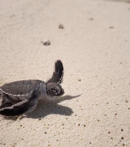 bébé tortue Nouvelle-Calédonie