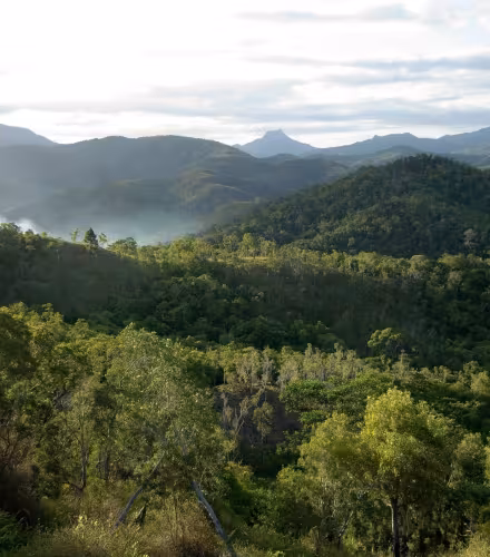 Forêt de Nouvelle-Calédonie
