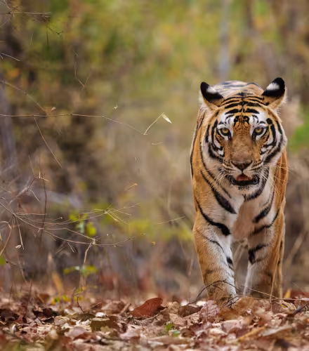 Tigre du Bengale dans le parc national de Bandhavgarh (Inde)