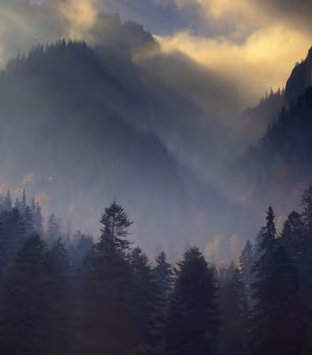 Forêt des Carpates, Parc national de Piatra Craiului, Transylvanie (Roumanie)