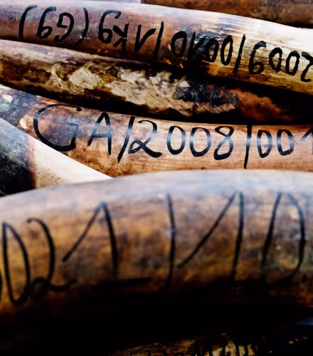 Défense d’éléphants braconnés interceptées par des patrouilleurs anti-braconnage au Gabon