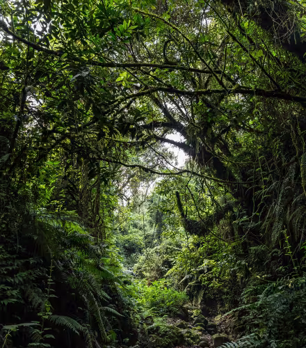 Parc national de Virunga (République démocratique du Congo)