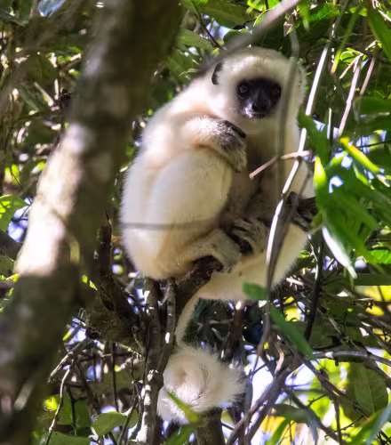 Propithèque soyeux - Madagascar