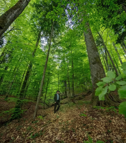 Forêt de Maramures (Roumanie)