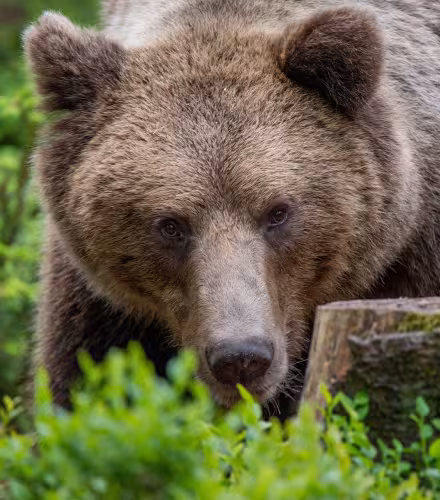 Portrait d'un ours brun (ursus arctos) 