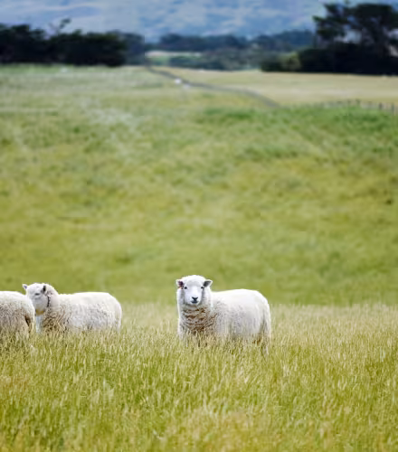Des moutons dans un champ en Nouvelle-Zélande