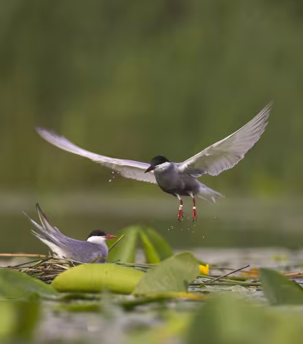 Guifette moustac (Chlidonias hybridadans) la Réserve Nationale de Chérine