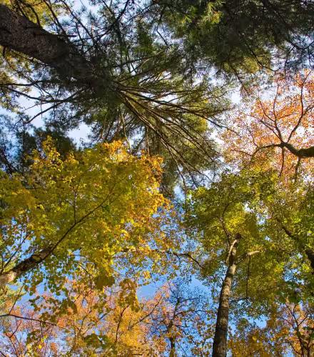 Forêt couleurs vives