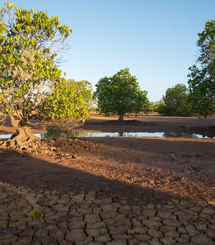 Site de restauration Benjavilo de la mangrove de Madagascar