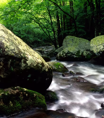 Parc national des Great Smoky Mountains, Tennessee
