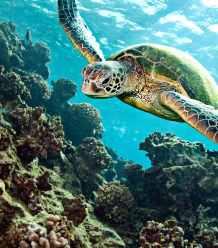 Tortue verte (Chelonia mydas) nageant au dessus du corail